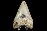 3.37" Fossil Megalodon Tooth - North Carolina - #129975-2